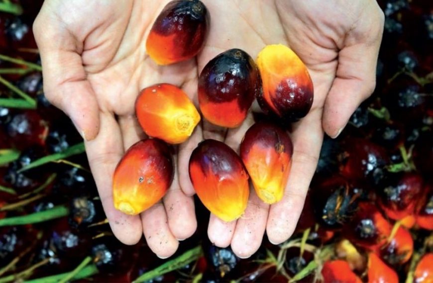 Malaysia’s Palm oil exports fell for the period of 1-20th April