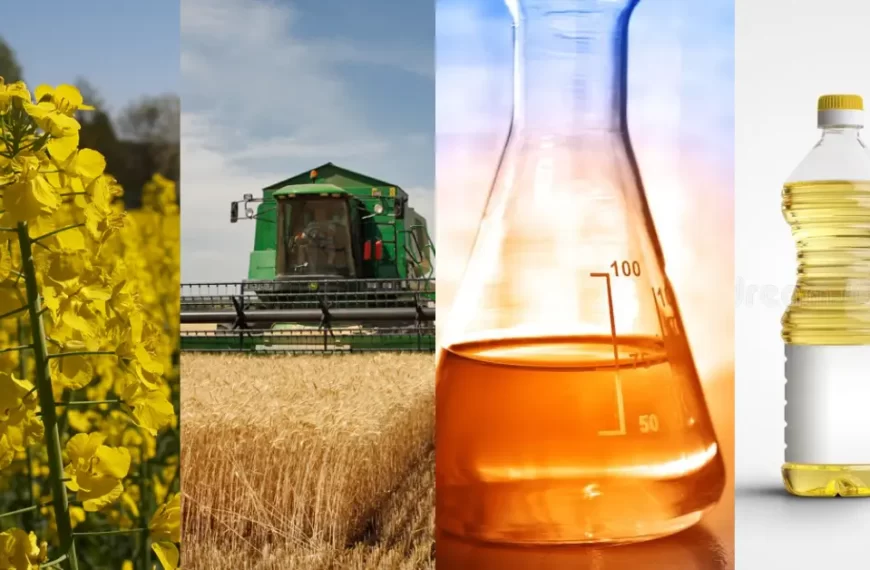 From Field to Bottle: Tracing the Supply Chain of Vegetable Oils