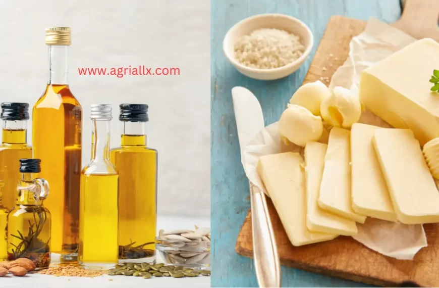 Vegetable Oil vs. Animal Fat: Understanding the Differences and Making InformedChoices